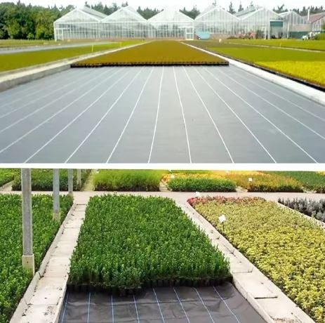 Agrotkanina Czarna 100 cm x50m UV 70g Antychwastowa Agrowłóknina + Kotwy