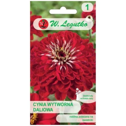 Cynia wytworna daliowa Scarlet Flame - czerwona