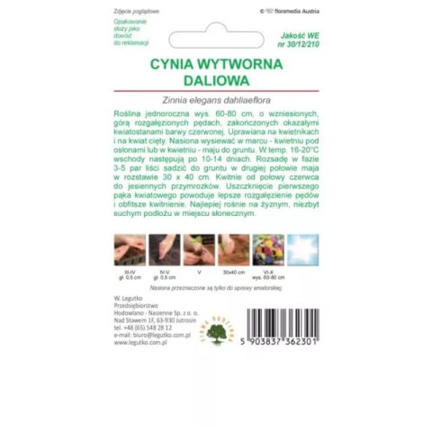 Cynia wytworna daliowa Scarlet Flame - czerwona