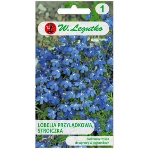 Stroiczka - lobelia przylądkowa, niebieska
