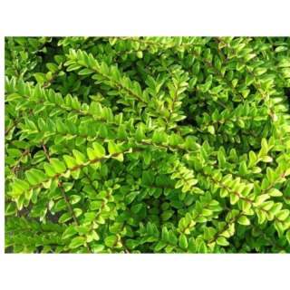 Suchodrzew mirtolistny - Lonicera nitida 'Maigrün'