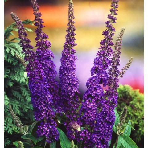 Budleja Dawida - Buddleja davidii 'Empire Blue'