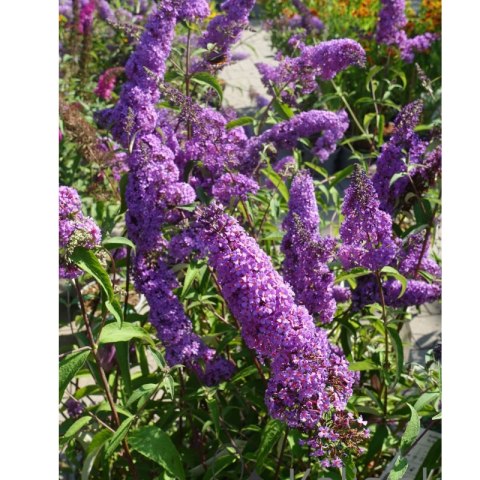 Budleja Dawida - Buddleja davidii 'Ile de France'