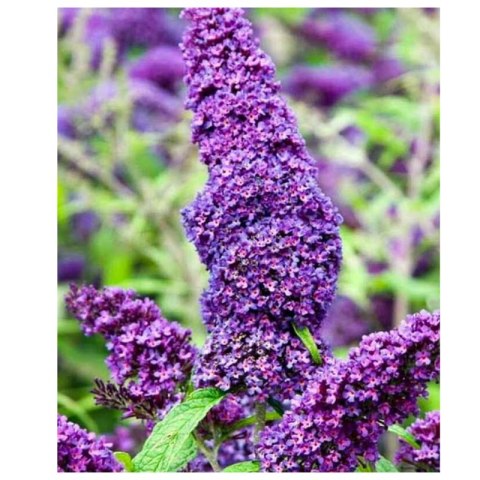 Budleja Dawida - Buddleja davidii 'Ile de France'
