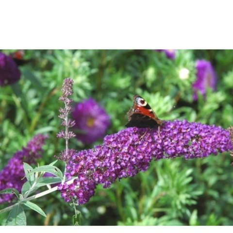 Budleja Dawida - Buddleja davidii 'Ile de France'