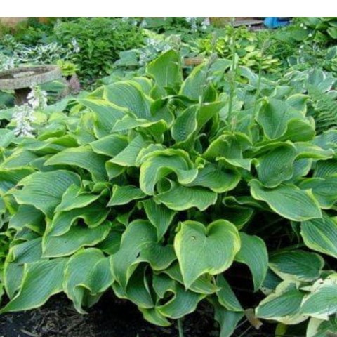 Funkia - Hosta 'Abba Dabba Do'