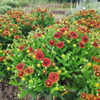 Helenium X Hybridum Bandera Dzielżan Ogrodowy