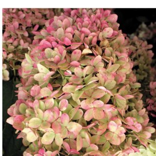 Hortensja bukietowa - Hydrangea paniculata 'Limelight'(R)