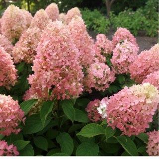 Hortensja bukietowa - Hydrangea paniculata 'Magical Candle'(R)