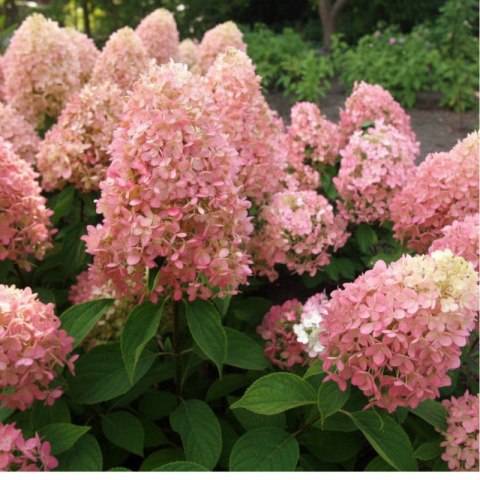 Hortensja bukietowa - Hydrangea paniculata 'Magical Candle'(R)