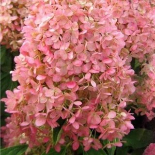 Hortensja bukietowa - Hydrangea paniculata 'Magical Candle'(R)
