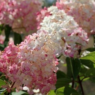 Hortensja bukietowa - Hydrangea paniculata 'Pinky Winky'(R)