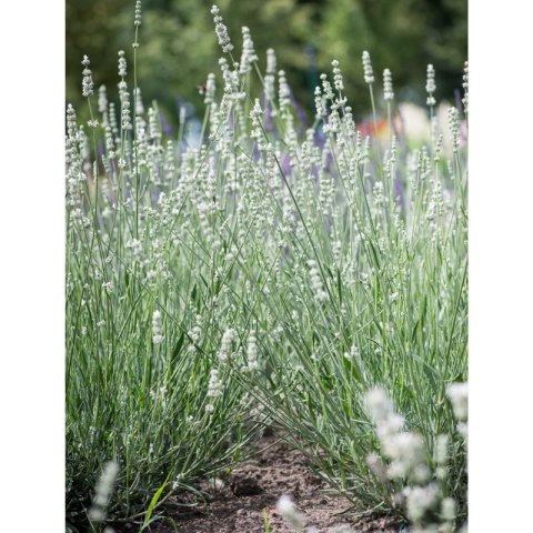 Lavandula X Intermedia Exceptional Lawenda Pośrednia