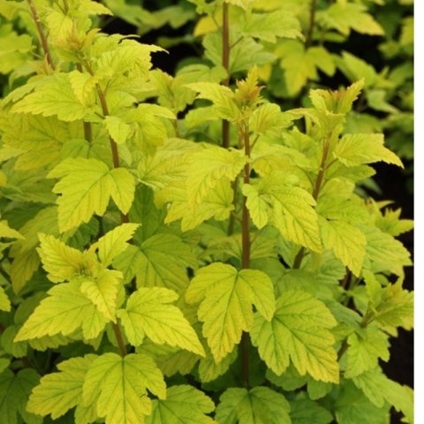 Pęcherznica kalinolistna - Physocarpus opulifolius 'Luteus'