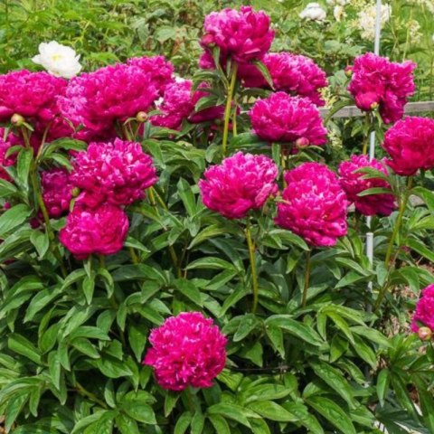 Piwonia chińska - Paeonia lactiflora 'Big Ben'
