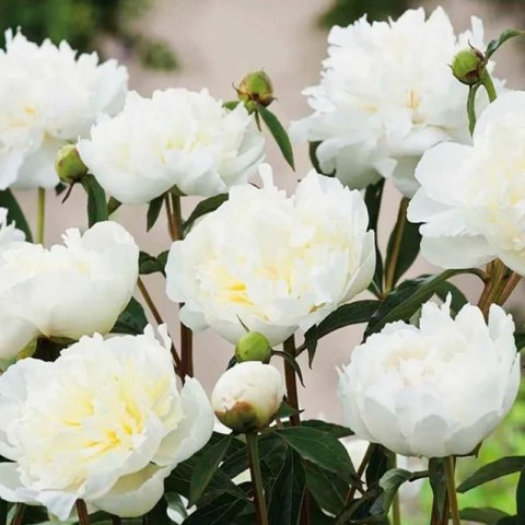 Piwonia drzewiasta - Paeonia suffruticosa 'Xue Ta'