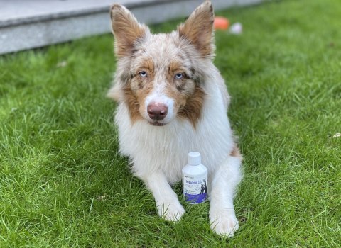 Lab-V Hepasil Dog & Cat Preparat Na Wątrobę Dla Psa I Kota 250ml