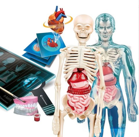 Naukowa Zabawa Super Anatomia Język Polski Clementoni 50919